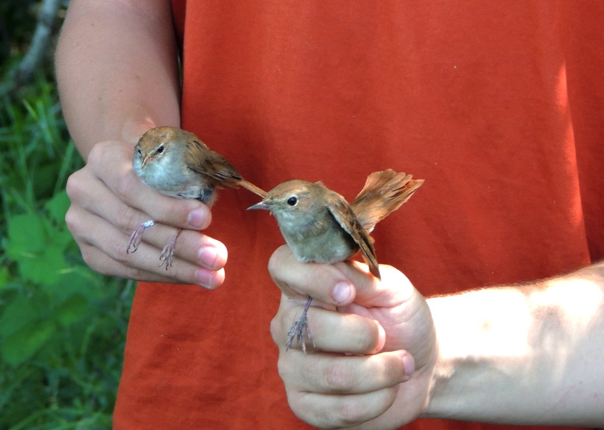 Finalizan con éxito las Rutas #ornitológicas 2017 de <a href="/cJacetania/">Comarca Jacetania</a> Más info: bit.ly/2wsJ8Hi #turismo <a href="/aragonturismo/">Turismo de Aragón</a>