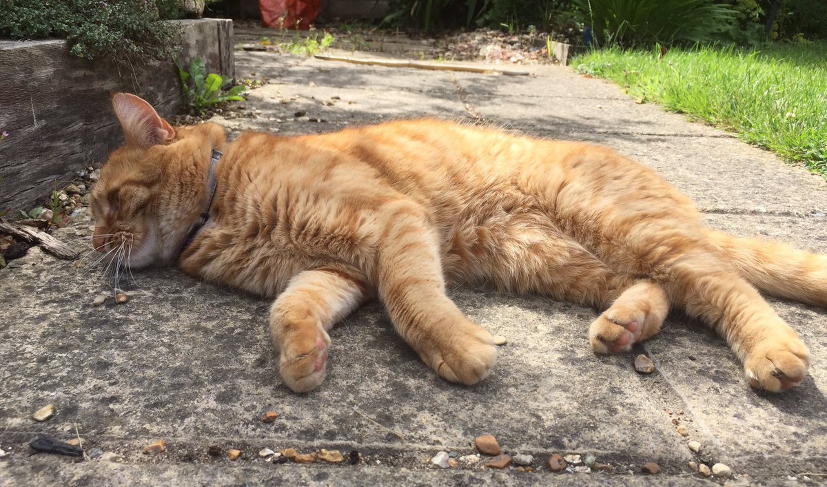 Please keep up LOTS #healingpurrs &amp; #pawpurrayers for <a href="/AlfuscoPants/">Alfie ❤️RIPCoco😿</a> hurt Alfie😿 Slowly recovering from kick by cruel stranger🙏🏻🐾💜 #pawcircle