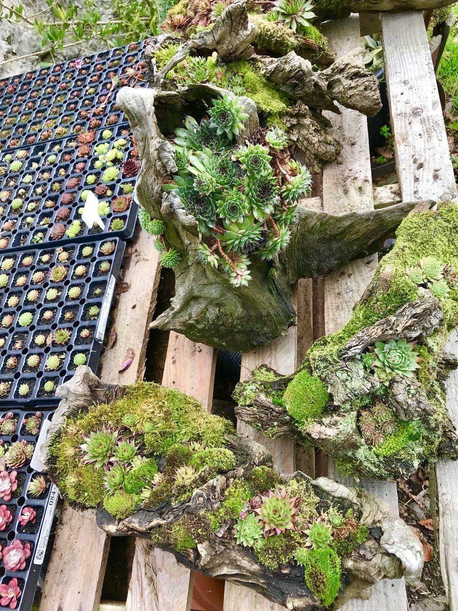 OakstumpsD's tweet photo. #Sempervivums thriving along with #moss, a busy morning spent preparing stump gardens for sale https://t.co/eJuHzXnpem