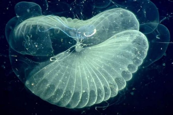 phenixfr's tweet photo. #Pollution #plastique : des #planctons l’envoie au fond des #océans ! https://t.co/EB2TU19tns @Enviro2B #Nature #Biodiversité #Déchet #DD https://t.co/817eWchjFX