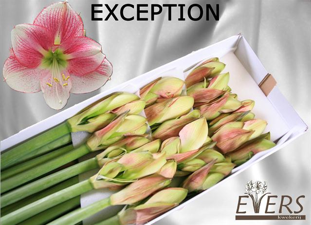 VermeulenGerard's tweet photo. Dinsdag 3-10 start @VOFEvers met de aanvoer van deze prachtige roze #Amaryllis #Exeption in Aalsmeer #oogverblindend https://t.co/BZQgBG39Uv
