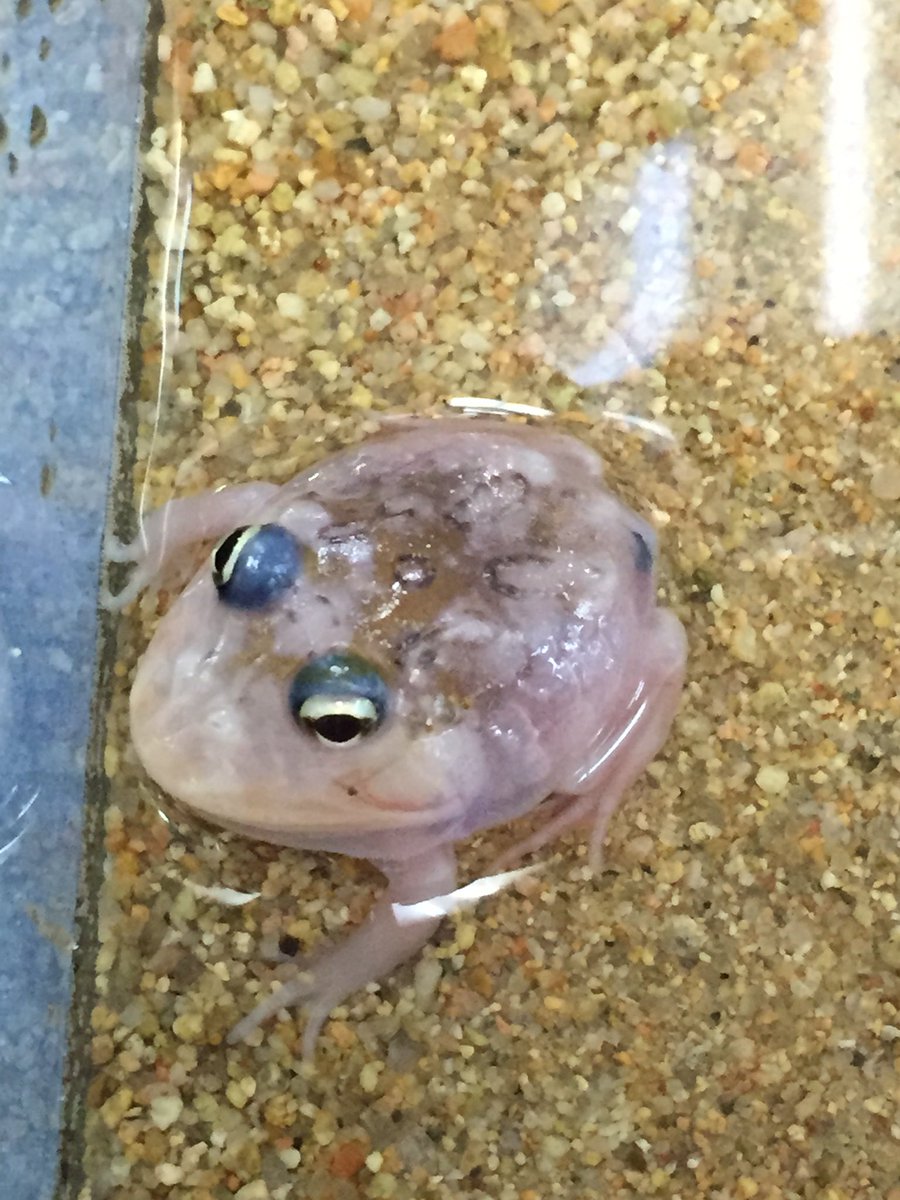 ペポニ インター店 בטוויטר ピンクのカエル 艸 ハイパートランスクランウェルツノガエル 透明感がヤバイ 体内とか透けてるしs W ｏ 一点ものにつき早いのも勝ちです 吉良