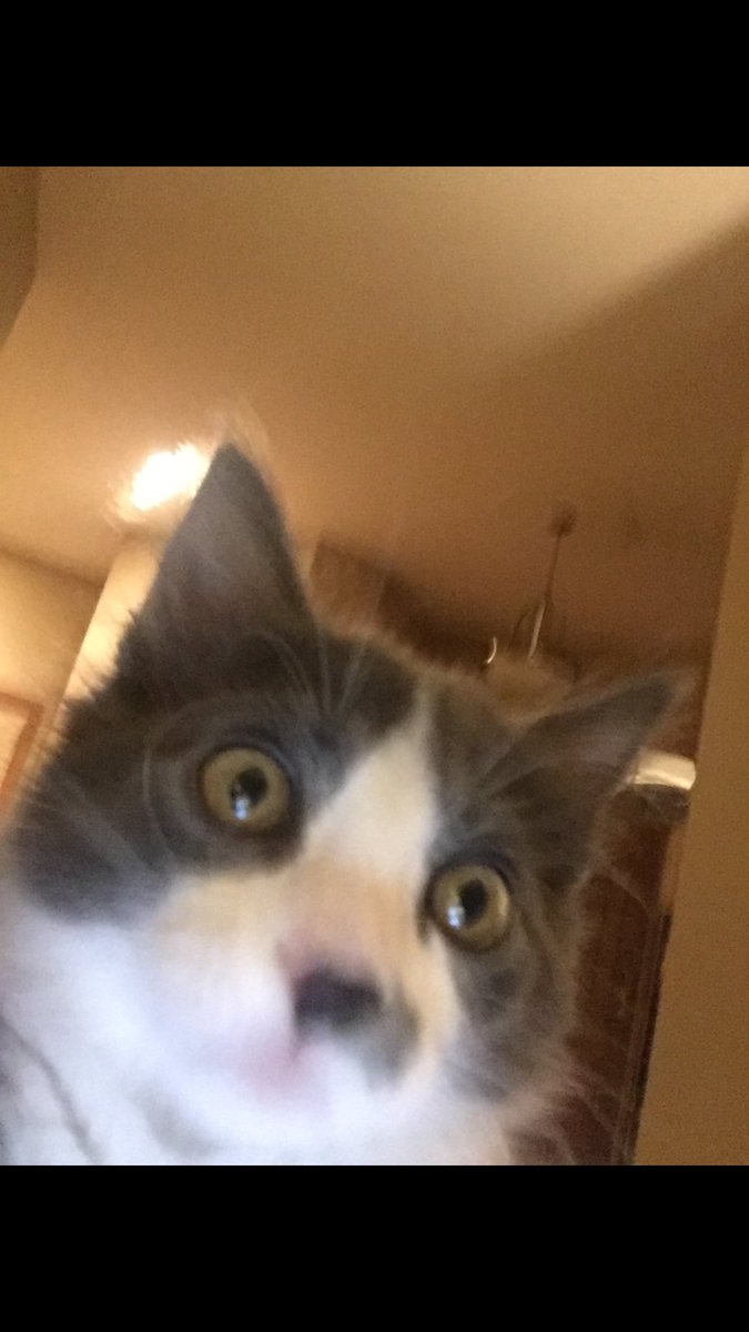 lexlexwright's tweet image. Mood