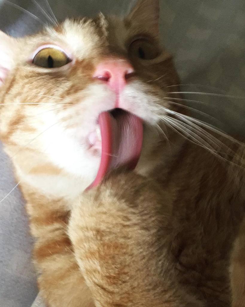 AmyQm's tweet photo. Ahorita no joven, me estoy bañando 😹😹💜💜 ¡Lo AMO! Morning People! #catlover #omegathecat #catsofinstagram https://t.co/Bac4Boaqq2 #LoveLive… https://t.co/De3QpNAw8f