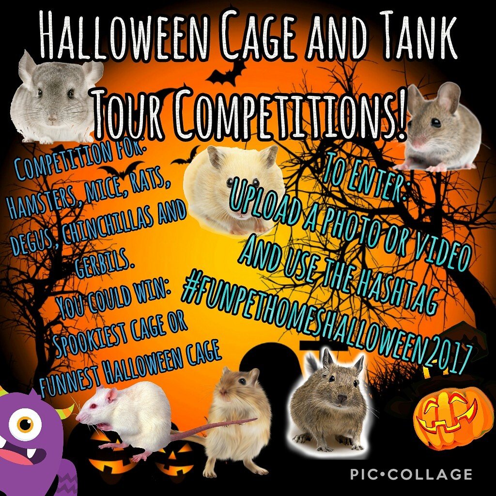 FunPetHomes's tweet photo. Head to instagram of Facebook to enter :) https://t.co/MD9BUlIH1n
