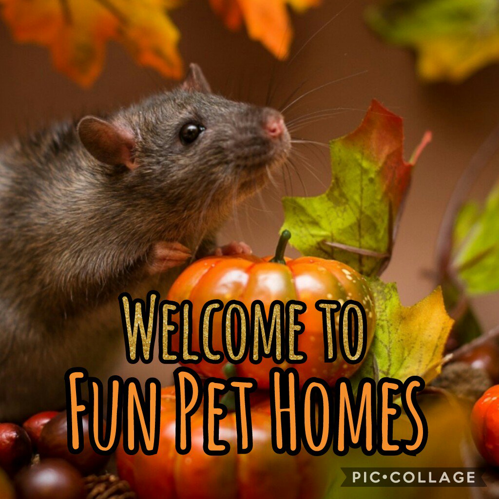 FunPetHomes's tweet photo. #NewProfilePic https://t.co/Up9vGfUWGc