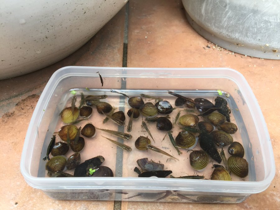 タニシ 東京の川 池 沼で獲れる淡水貝 はコレだ 飼い方 寿命 繁殖方法をまとめてみた 二枚貝ガサガサ しょーとかっとブログ
