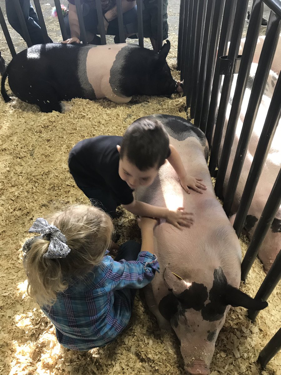 emichel82's tweet photo. He fell in love with a girl and her pig. #gethernumber #putaringonit #farmgirlsarewholesome https://t.co/ErwS5dTfVB