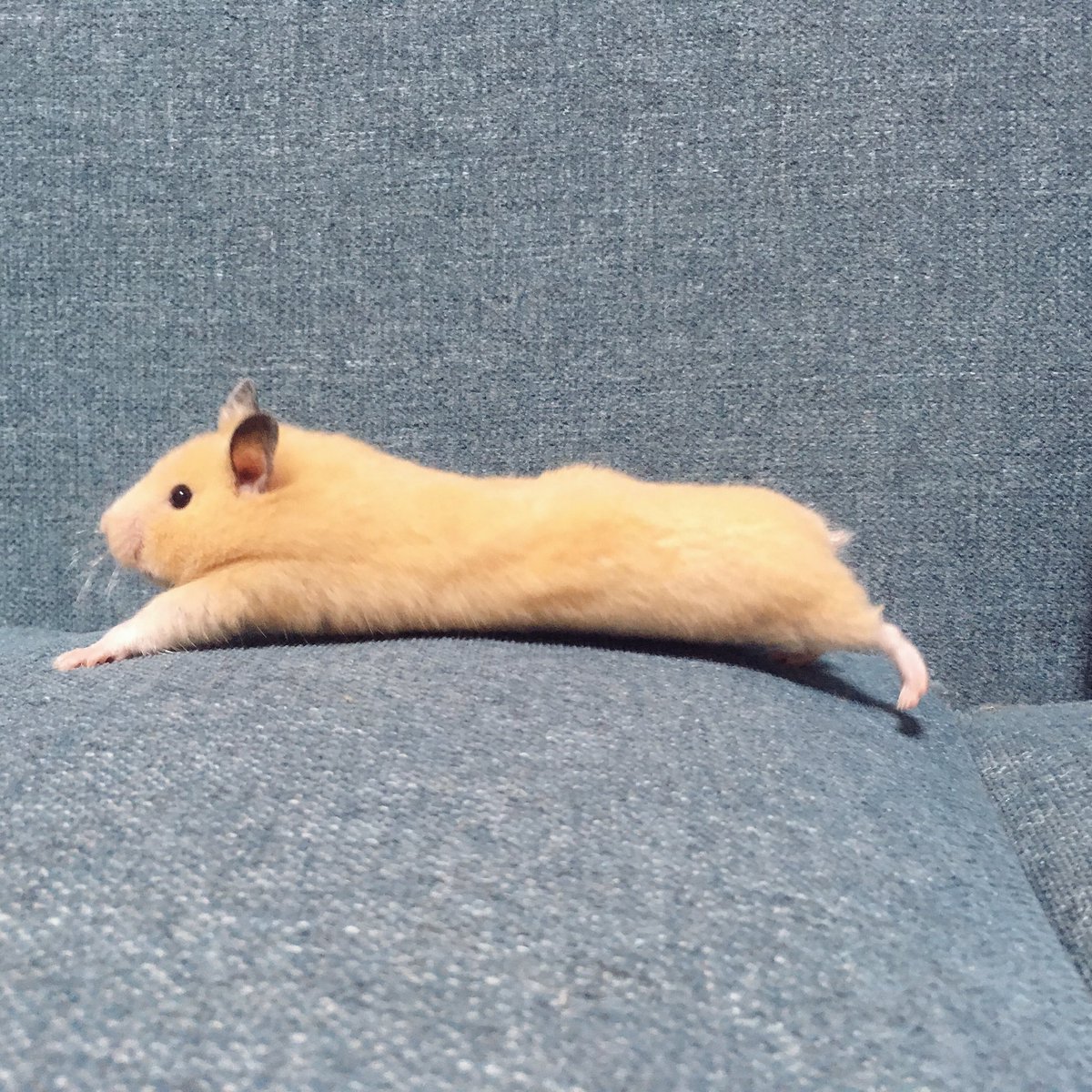 ソファの上で反り返ったハムスターがぬいぐるみのようにかわいい きなこ棒みたい Togetter