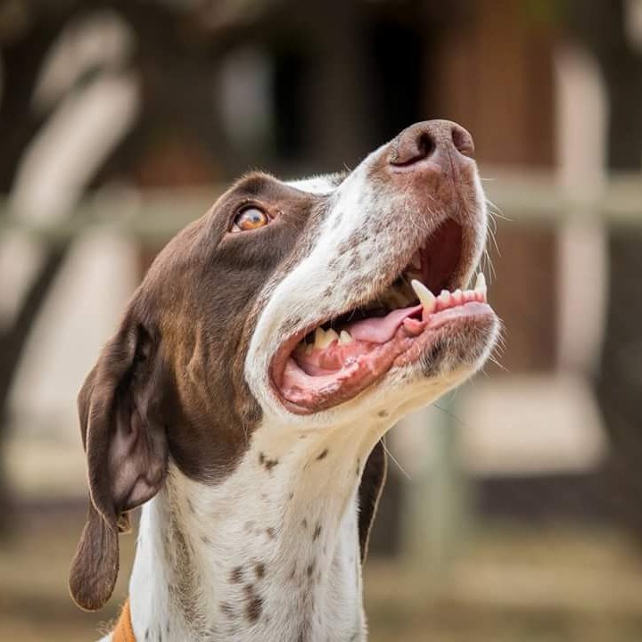 bluebean_SA's tweet photo. Isnt she gorgeous? Milo the english pointer who is currently in the GSP Rescue.
We spent the day photographing some dogs for them yesterday. https://t.co/bXqSCdiCU7
