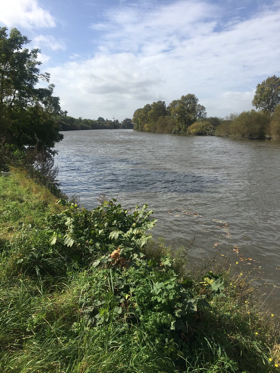 FannyBlake1's tweet photo. Nothing like a morning walk to blow away the cobwebs #walking #thamesfootpath https://t.co/WEbydIwNKy