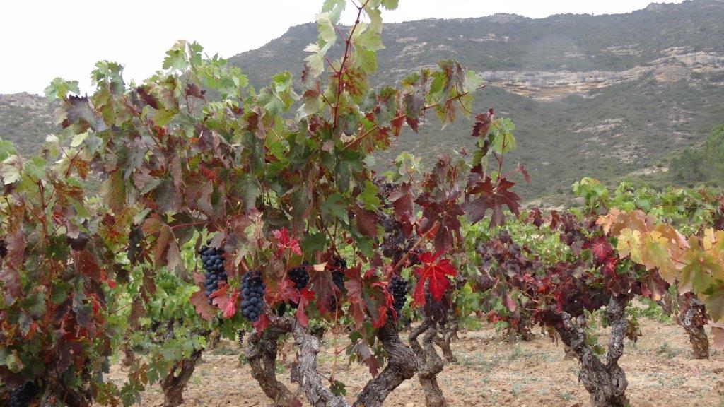 EgurenUgarte's tweet photo. Con estas uvas y estos paisajes... ¿cómo no hacer buen vino? 
Con ellas elaboraremos Martín Cendoya Reserva y Cédula Real Gran Reserva. https://t.co/MZ3nwJOROB