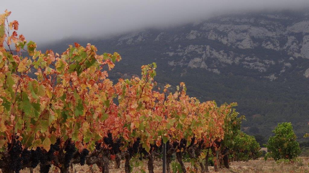 EgurenUgarte's tweet photo. Con estas uvas y estos paisajes... ¿cómo no hacer buen vino? 
Con ellas elaboraremos Martín Cendoya Reserva y Cédula Real Gran Reserva. https://t.co/MZ3nwJOROB