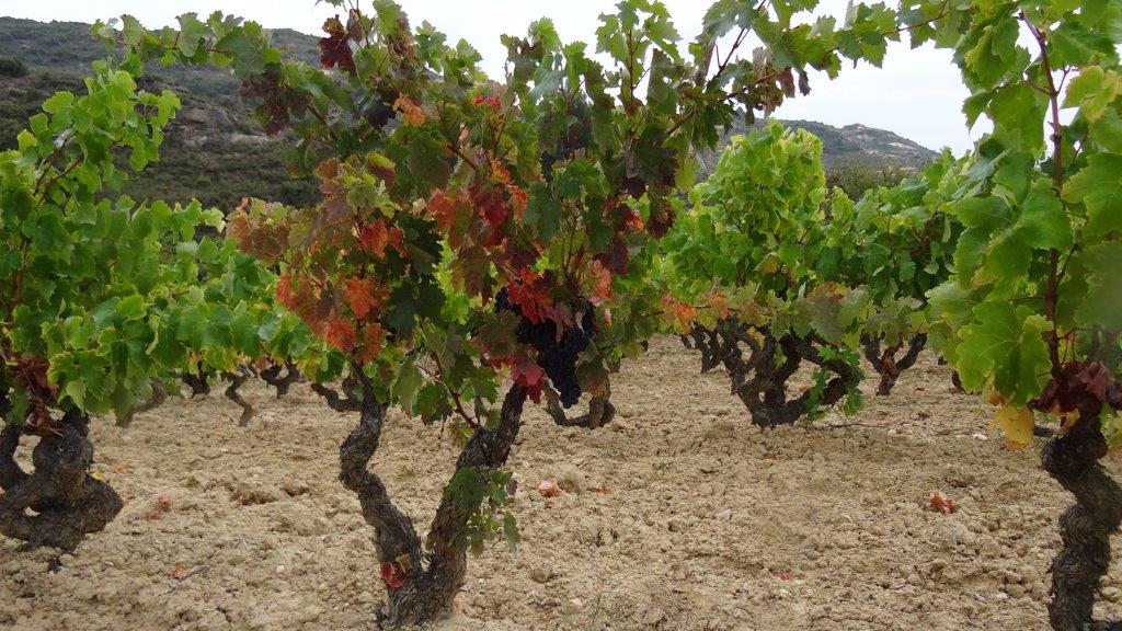 Con estas uvas y estos paisajes... ¿cómo no hacer buen vino? 
Con ellas elaboraremos Martín Cendoya Reserva y Cédula Real Gran Reserva.