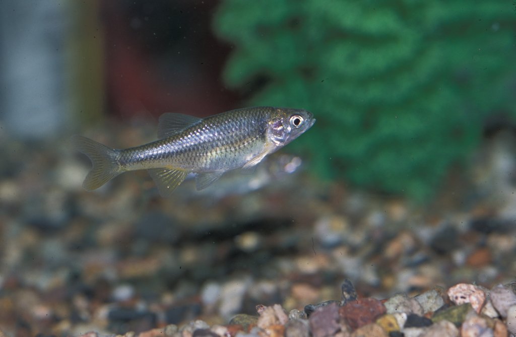 Inthecurrentaz's tweet image. Native Species of the Month: Beautiful Shiner - inthecurrent.org/uncategorized/…