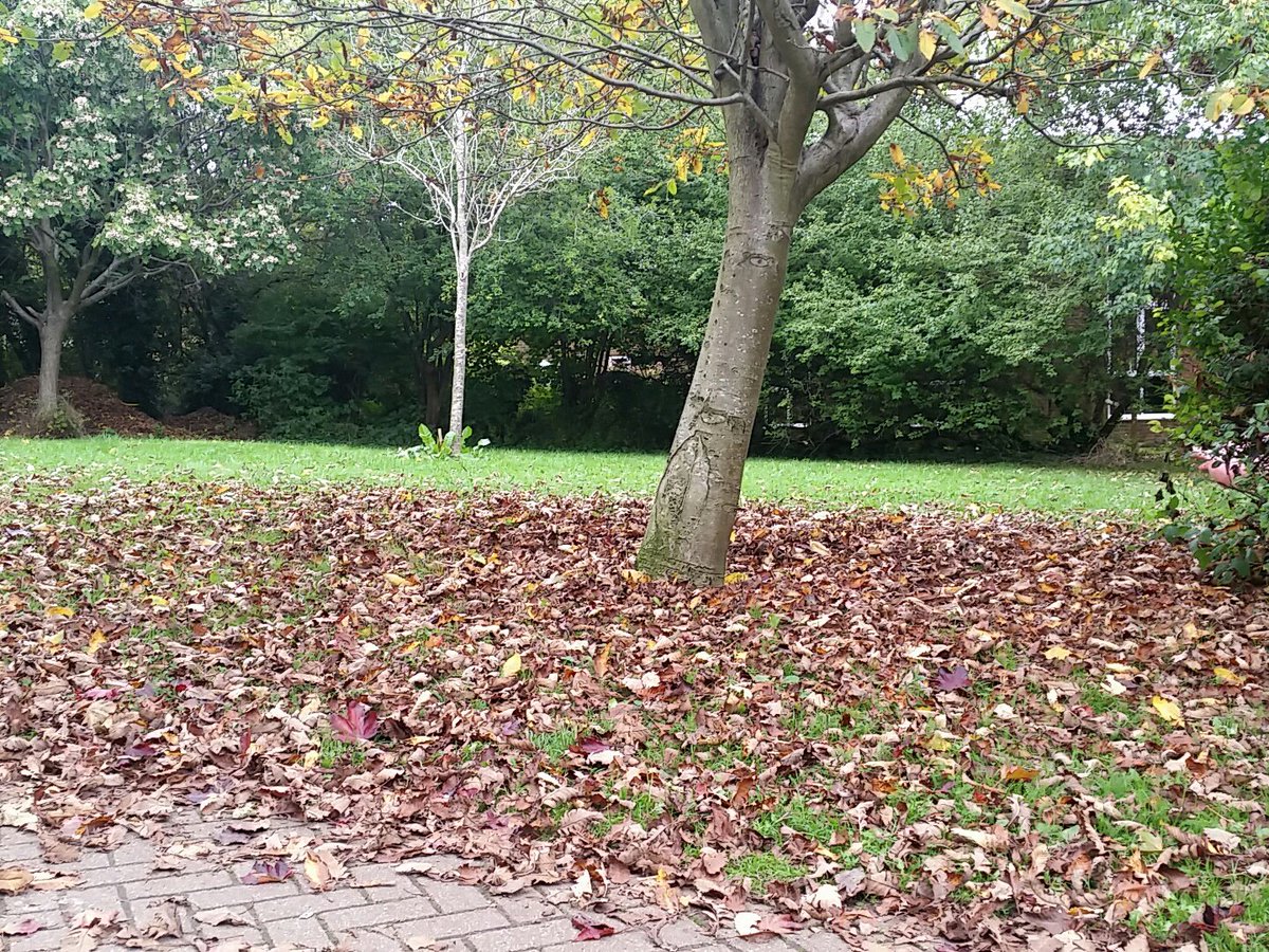 HoneyBeesley's tweet photo. @xoj_hana @IconTheatreUK We've got some too! Crunchy & dry (for the min) *crunch &stomp* *crunch &stomp* #JoysOfAutumn https://t.co/wykyMUYCCn