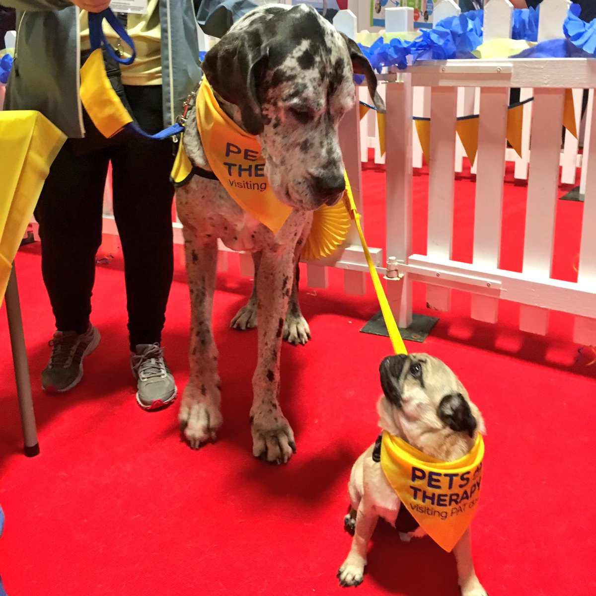 therapypugalfie's tweet photo. Therapy dogs really do come in all shapes and sizes!! #MyFriendJosh @PetsAsTherapyUK 🐾❤️🐾 https://t.co/a0QPBr7mAn