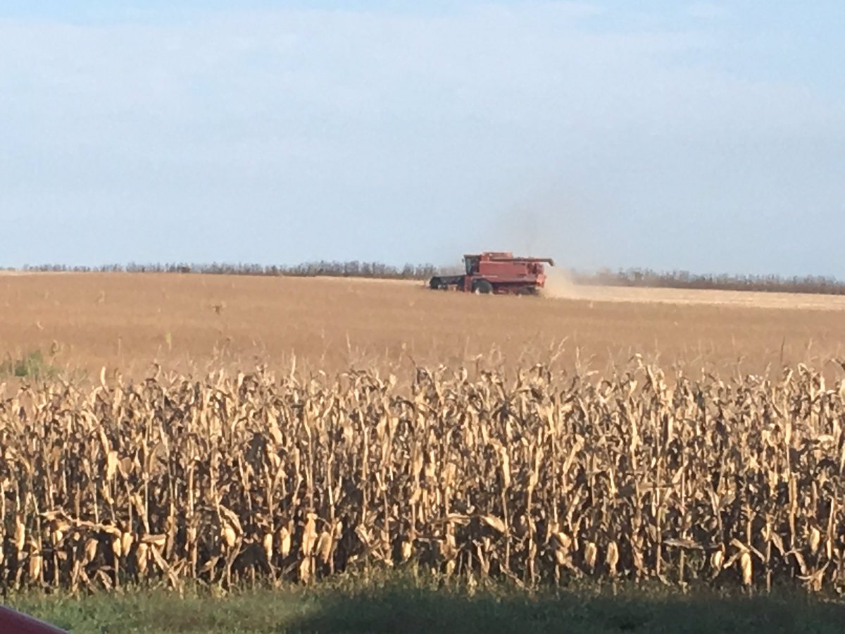 SamuelVerhoeven's tweet photo. Started cutting about 9 this morning! #nodew #harvest17 https://t.co/j7YkDbvqN1