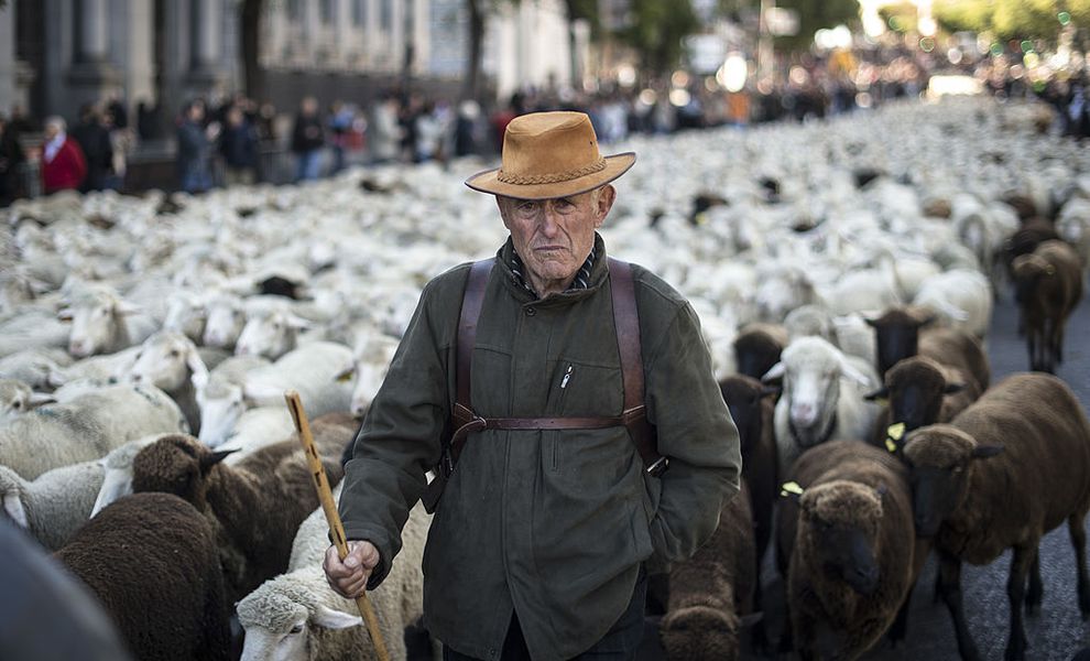 EnvironSciOrg's tweet photo. Thousands of sheep storm downtown Madrid in annual livestock festival - https://t.co/pmjBXAdAPg https://t.co/QoRi48uVwQ