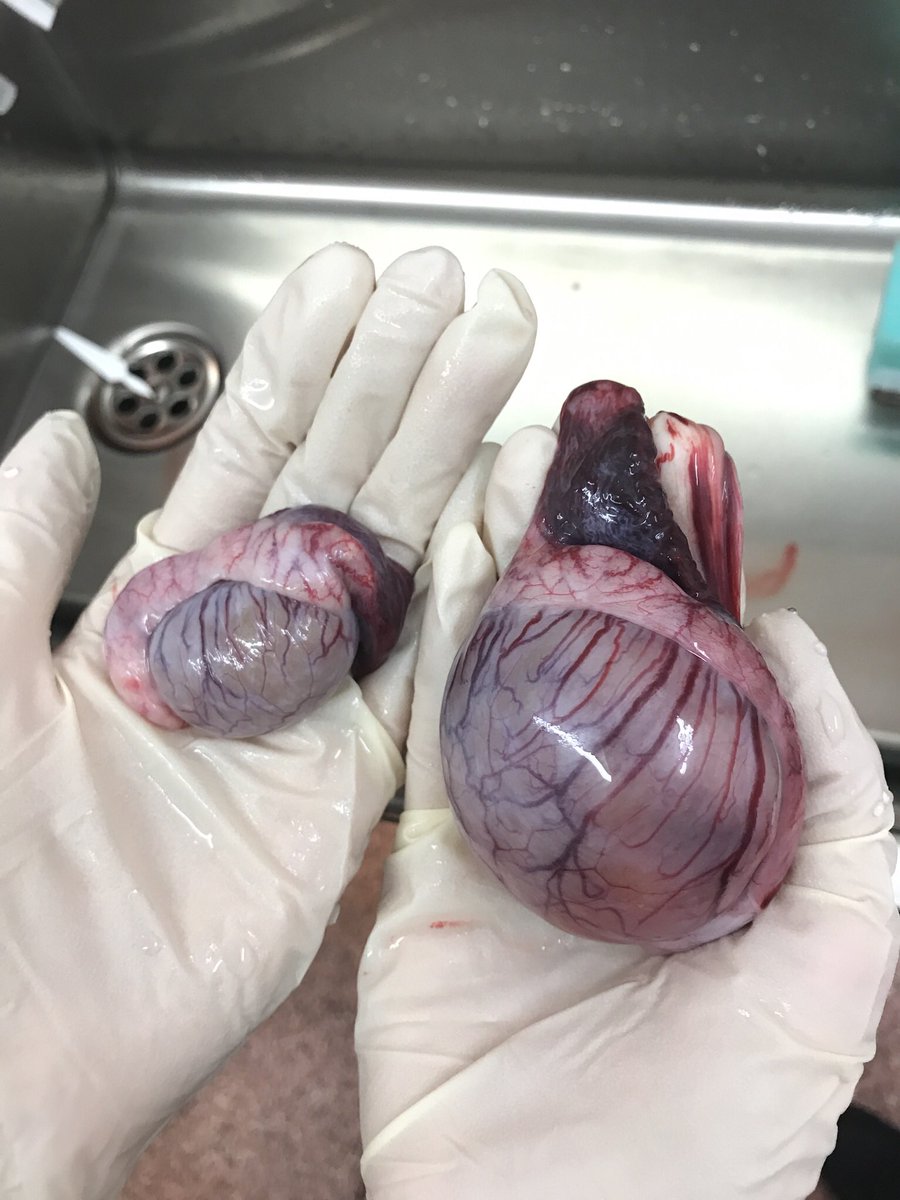 ColdicottVet's tweet photo. The normal testicle on the left weighs 23g, can you guess the weight of the abnormal testicle?! https://t.co/zNBuskTgLr