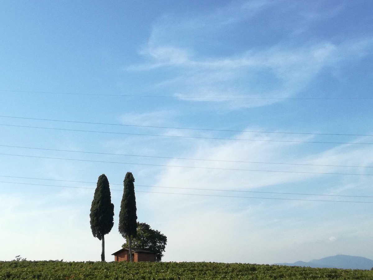 EltjonK's tweet photo. #vendemmia2017
#colori #tralcio #uva “ogni tralcio che porta frutto, verrà potato perché porti più frutto” https://t.co/dAJ3b0e6EO