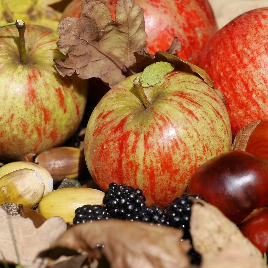 CarlThornton's tweet photo. The woods are alive this time of the year, the cox’s were yummy 😋 #Autumn #Apples #Berries #Conkers #Acorns #Fruits #Nuts #Alive #Woods #Tr… https://t.co/6oG86maHFQ