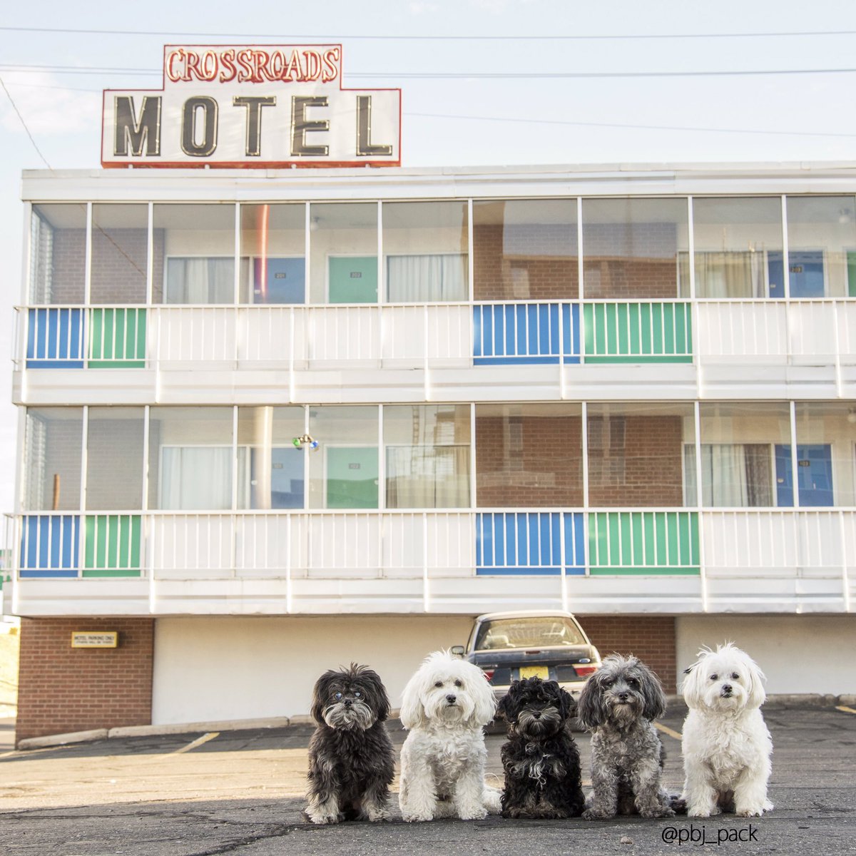 pbj_pack's tweet photo. The #CrossroadsMotel. We looked around, but couldn’t find Wendy. #breakingbad #breakingbadtour #adventuredog https://t.co/NKSwJx3lhY https://t.co/3BVVVIcWVF