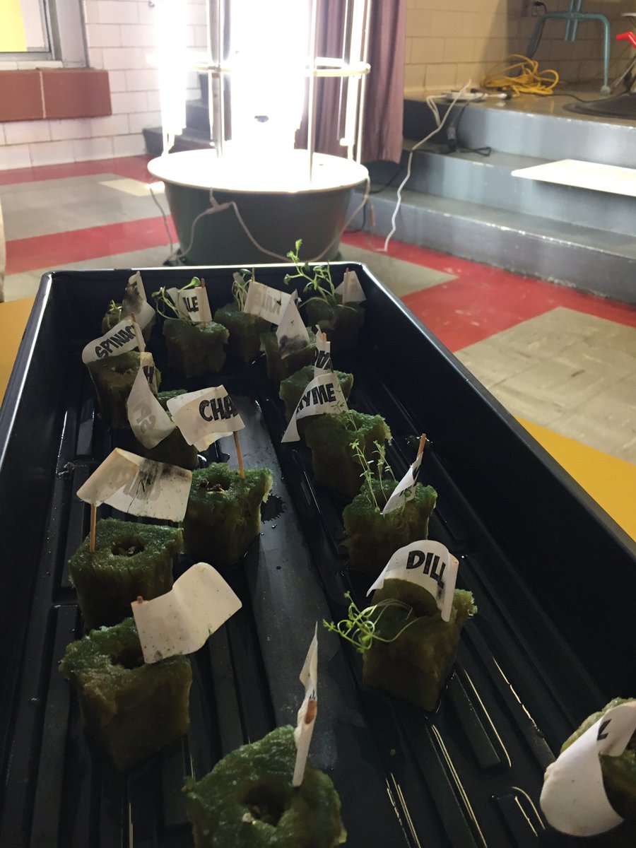 JeffHadleyEdD's tweet photo. Our 1st grade classes planting in our grow tower today! @plumboroughsd @jrp170 @kerriganh1 @LetsMovePGH https://t.co/wohQnLpEG1