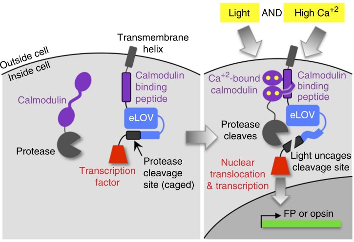 Paper introducing FLARE, a light + Ca-gated method to express stuff in activated neurons, out in Nat. Biotech. go.nature.com/2x9jxaO