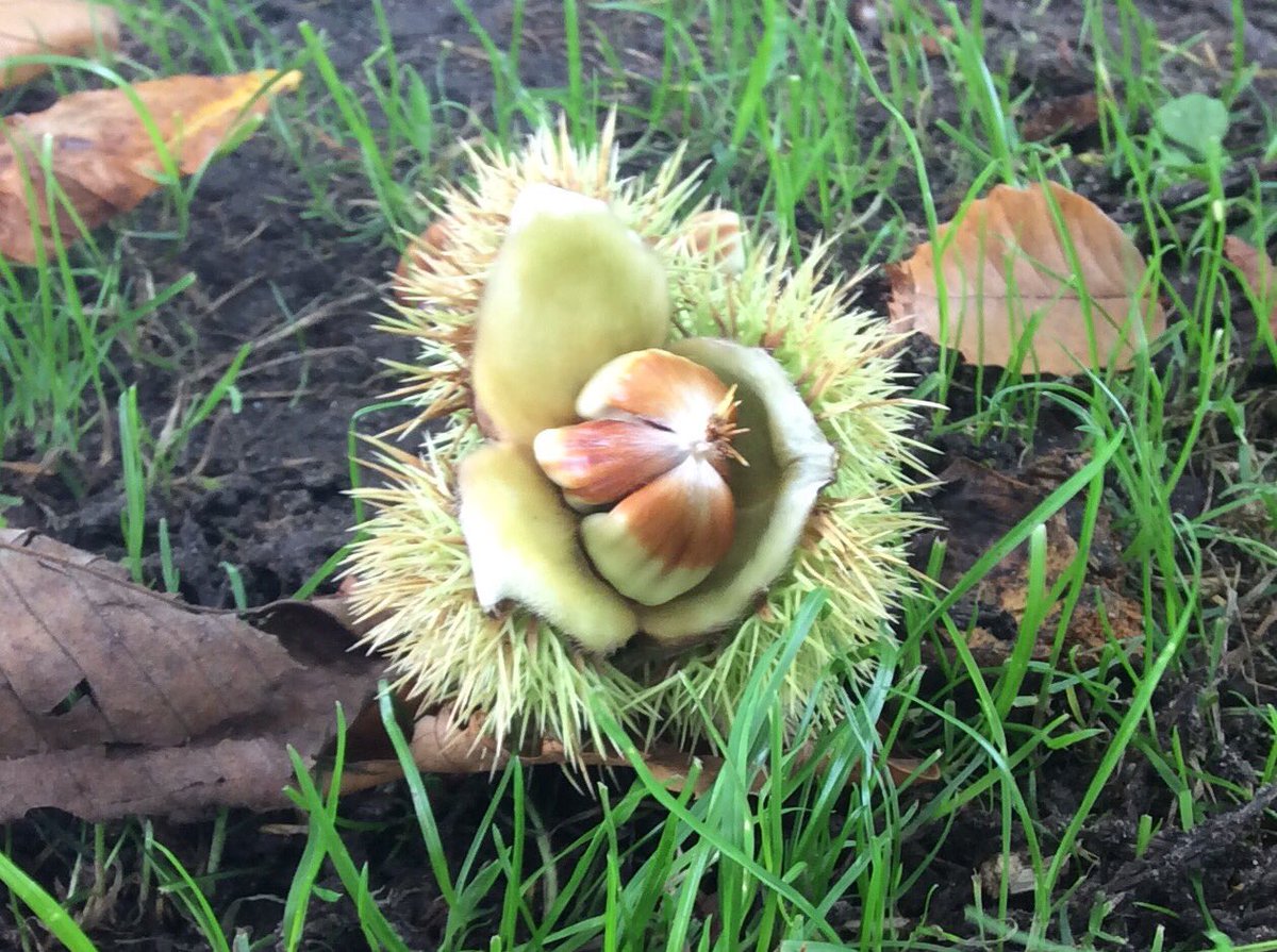 PoplarsPenny's tweet image. Sweet chestnuts
#Autumn #fruits #chestnuttrees