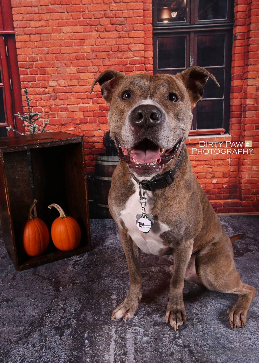 GoodDogAdmiral's tweet photo. Thank you Dirty Paw Photography,  Vindicated Pit Bull Rescue,  and Blue Iguana for a great event! https://t.co/QQ7zdHcnMw