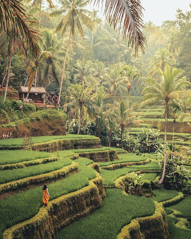 Java_advtrail's tweet photo. Walking around this beauty of Bali ๐๐ฝ๐ฎ๐ฉโค๏ธ
#travel #asia #bali #ubud #Indonesia #traveler #wanderlust #holiday #vacation #javaadventuretrail https://t.co/QrSyHljZcr