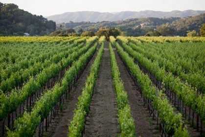 Get-Away! 3 nights at #Parducci Wine Cellars! Raffle tickets:  $50, 3/$100 bit.ly/2h3unYm Benefits #Bcureful for #TSC research.