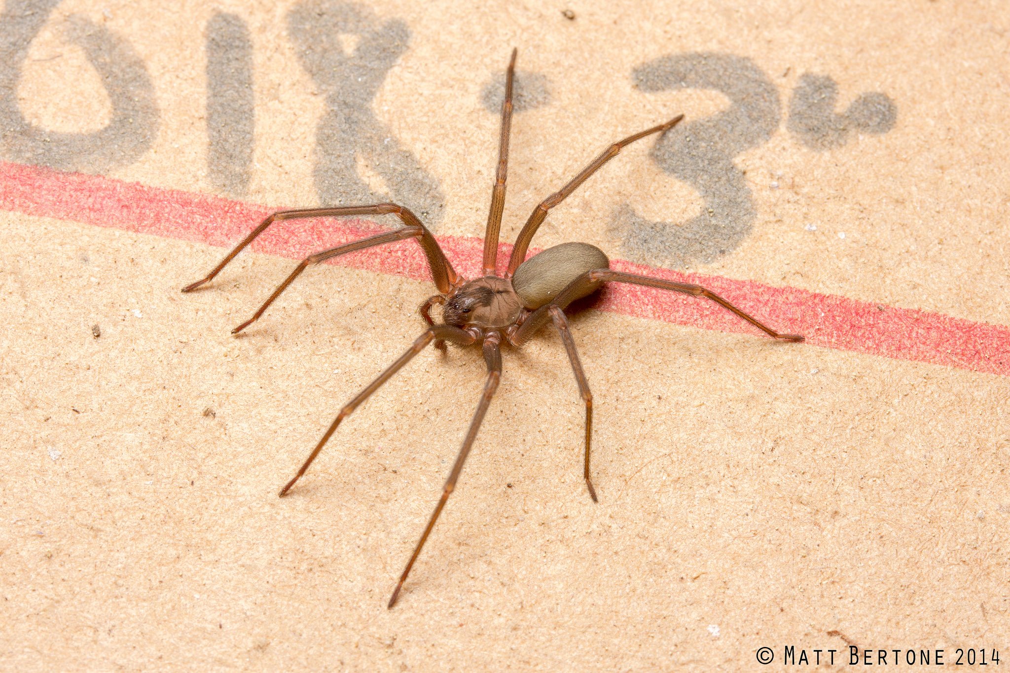Recluse or not? on Twitter: "Do you have a #recluseornot? We’re here to ...