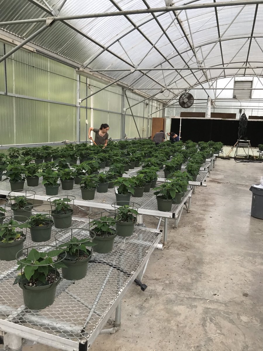 Mrs_Lockwood_Urea tweet media