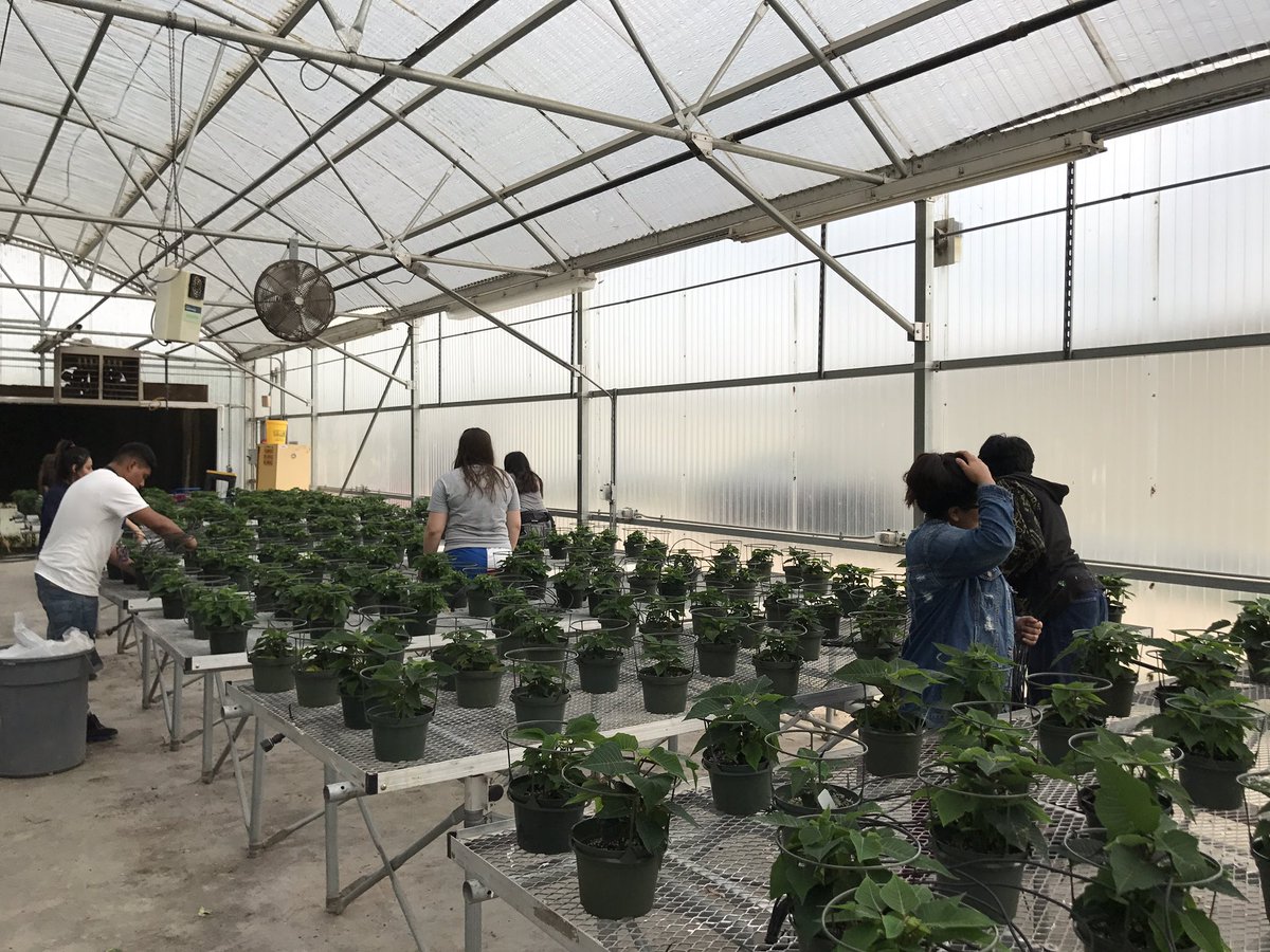 Mrs_Lockwood_Urea tweet media