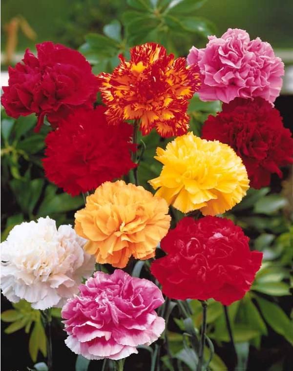 Vereal_LU's tweet photo. Les #œillets sont des #fleurs jolies et faciles à entretenir ! https://t.co/3GhVvOYQMp