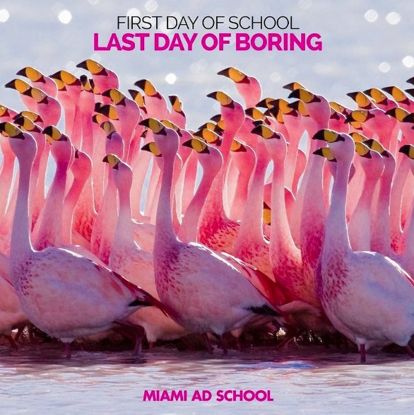 MiamiAdSchoolMd's tweet photo. Hoy empezamos un nuevo curso ¡Bienvenidos flamingos! #PortfolioProgram #Copywriting #ArtDirection #Design https://t.co/wOLh0rxbvU