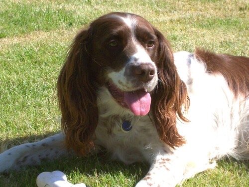Oswald Dog (@utterdogwash) on Twitter photo 