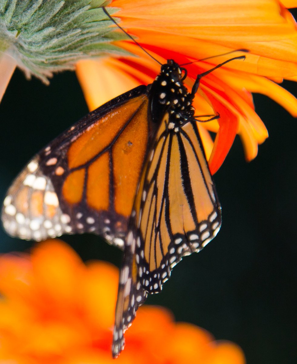 LockeInsurance's tweet photo. Thanks Adam Locke @lockevisulas pics of Saturday's butterfly release supporting Violence Against Women Services Elgin County @BuildHopeElgin https://t.co/hJMZ6Z5bpH