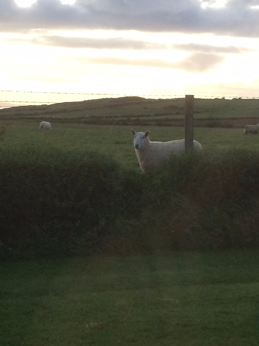 HarebellCottage's tweet photo. Local @GCausewayNT residents watching us enjoy the @GCausewayNT v-ewe from @HarebellCottage !🐏😀 https://t.co/AFoDNRe9YF