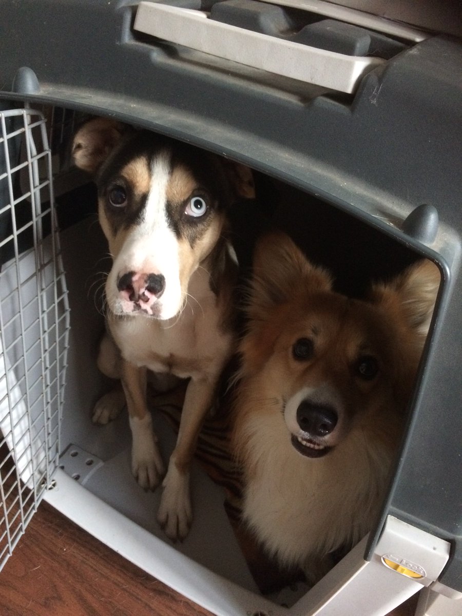 SajuKoboldkind's tweet photo. “Fly, ins Bett.” - “…” - “…Scoot-…. Eh… Tja naja.” #DeppenSquad https://t.co/MLJDFaGFwu