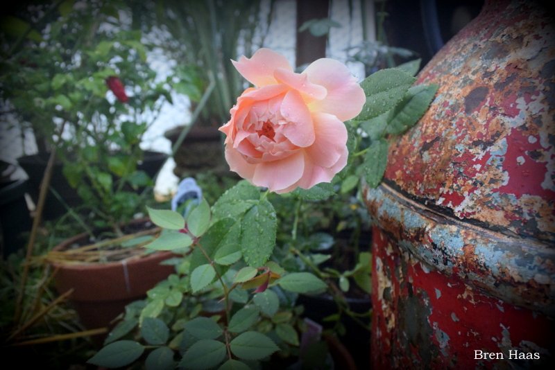 BrenHaas's tweet photo. And the winner is.... once again the first rose to bloom before SPRING is the At Last Rose Shrub growing in my 20 foot geodesic bio dome in Ohio.
#RoseWednesday #happydays #gardening #TwitterGardening https://t.co/Livt3fHIYx