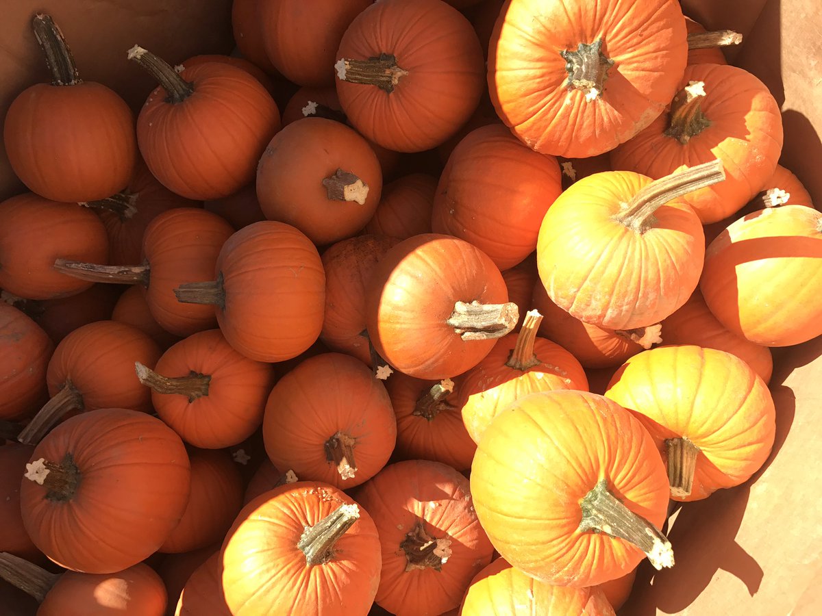 HopFarmBeer's tweet image. It's that time! #localpumpkins @SoergelOrchards #nocannedpumpkinpuree Look for Punkelweizen in a few weeks!