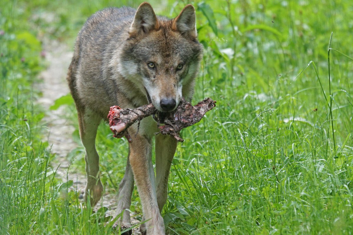 Se #lupo è troppo simpatrico con il #cane possono nascere guai. E <a href="/lifemircolupo/">mircolupo</a> ne sa qualcosa
#WolfApennineCenter

ilpattotradito.it/il-lupo-divent…