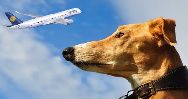 soldier_777's tweet photo. Lufthansa: Stop transporting Irish greyhounds to China! Plz sign: https://t.co/WxYeFox6Yo https://t.co/j26fVJP9dG