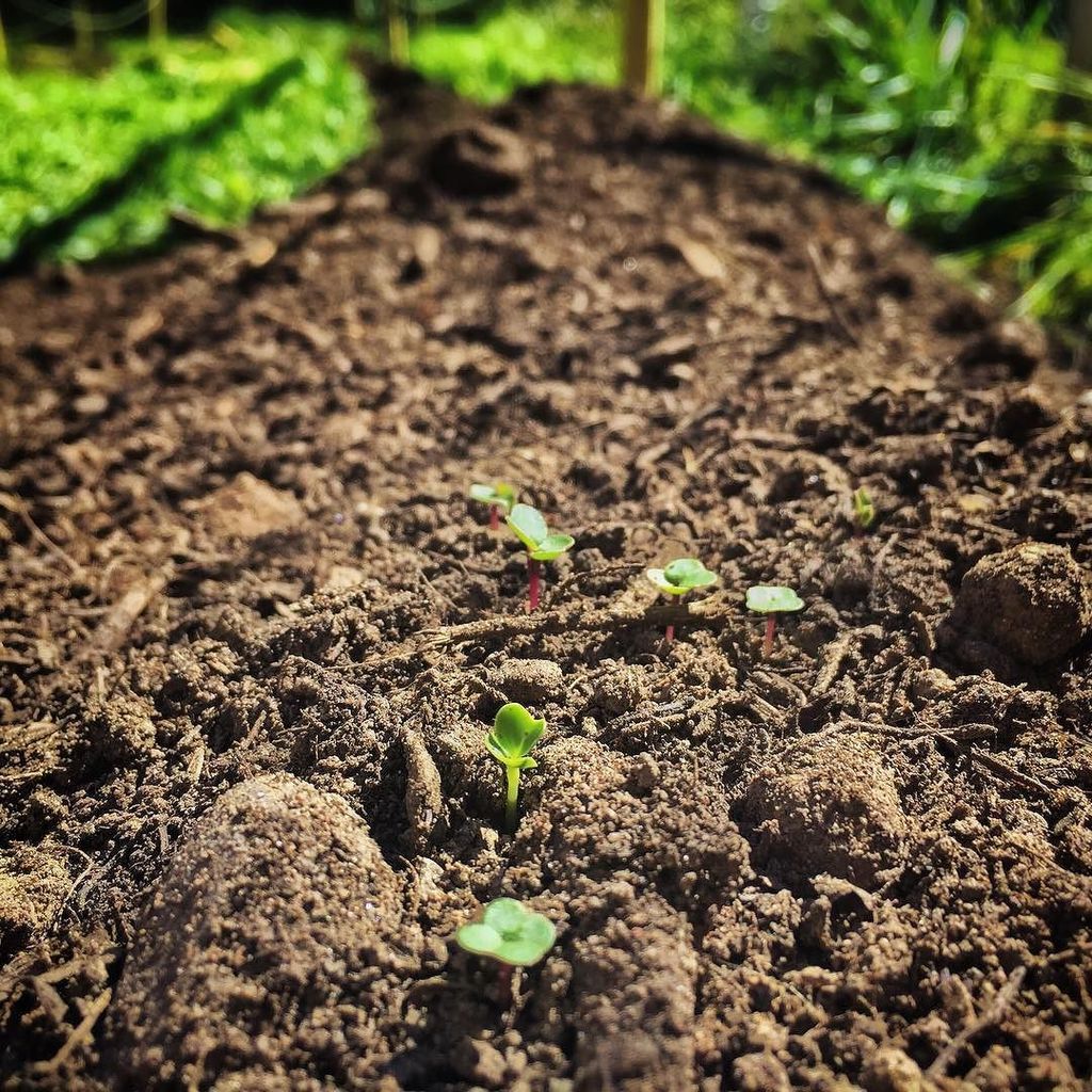 GrowTorah tweet media