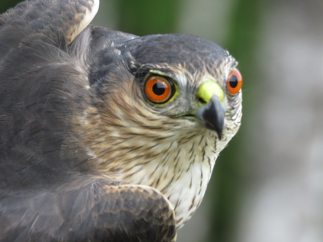 visitbrainerd's tweet photo. Check out the Brainerd Area Birding Report. Photo of a Sharp-shinned Hawk. #VisitBrainerd #LoveBrainerd #Birding https://t.co/XcV2jB6gqO https://t.co/DZfjXhaeUj