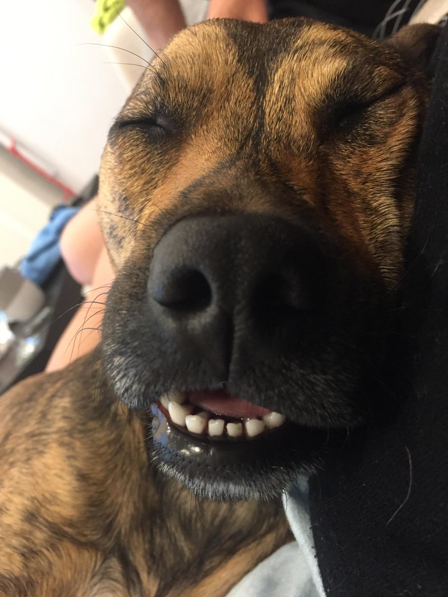 ImFluffums's tweet image. Time for a nap 😴 #dog #puppy #pup #cute #pets #animal #animals #PhotoOfTheDay #dogoftheday #hound #adorable #dogsoftwitter #happy #aww