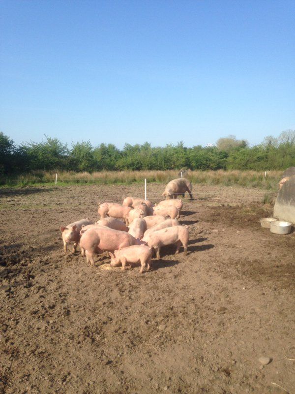 AndarlFarm's tweet photo. Feeding time at the zoo. #farmsnotfactory #outdoorpigs https://t.co/Gkn7q0ugP7